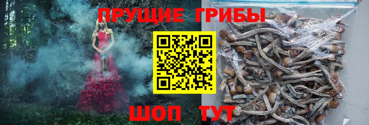 Псилоцибиновые грибы Cubensis Куйбышев